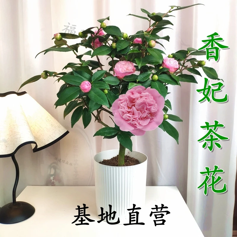 福建香妃千里香室内庭院阳台小院盆栽种植开花带香味好养带花苞