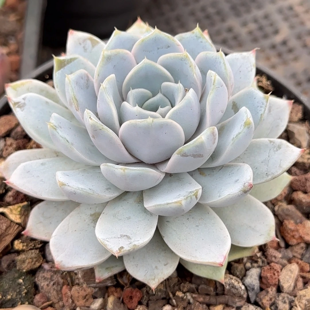 雪兔一物一拍包装收缩花旱