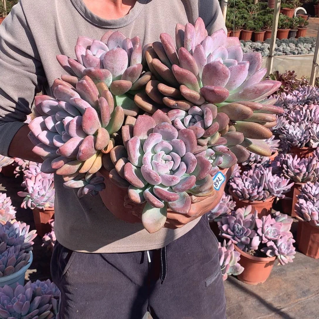 768 奥普一物一拍