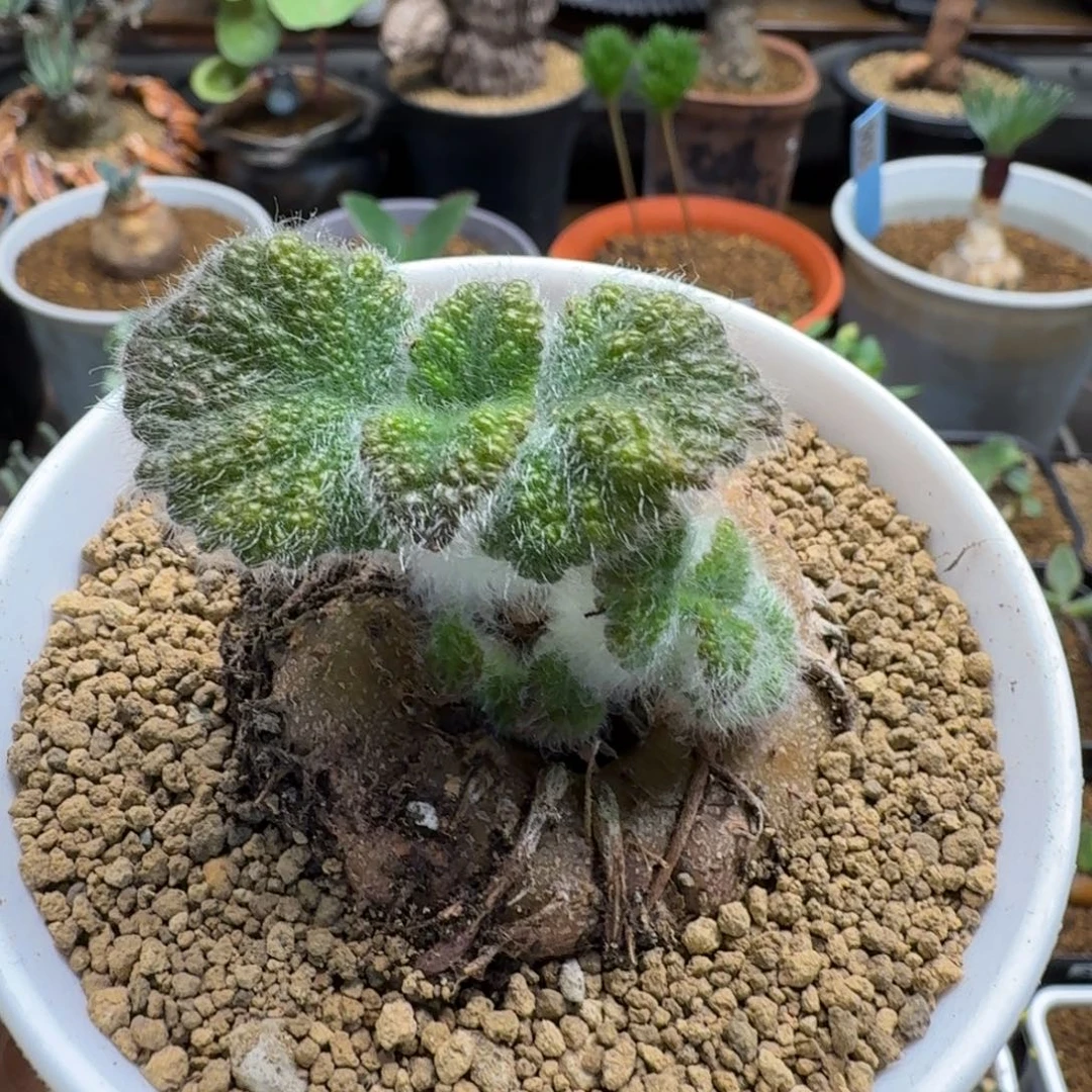 断涯皇子997 仙人球