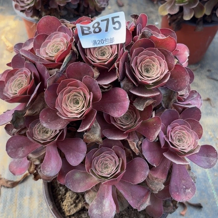 瑞妈多肉植物，875魅金玫瑰