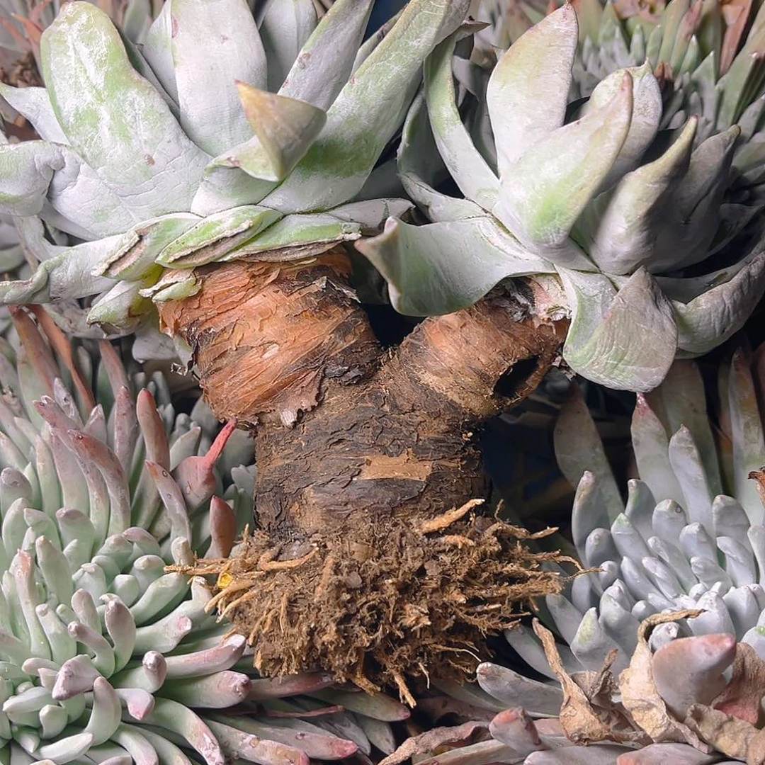 跳*糖法姆老朱瑕疵特价不售后