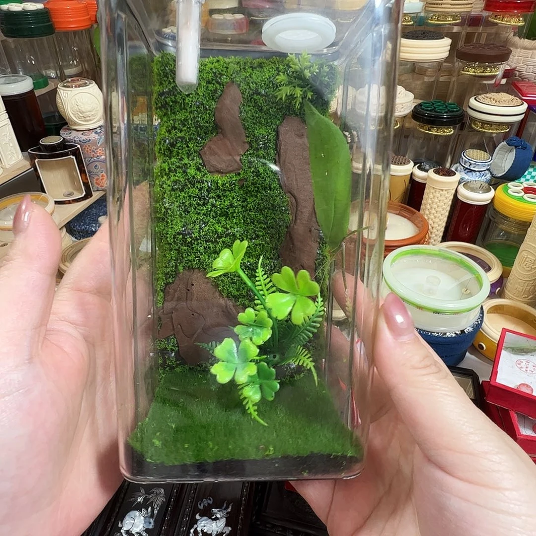 哈哈哈生态箱➕素背