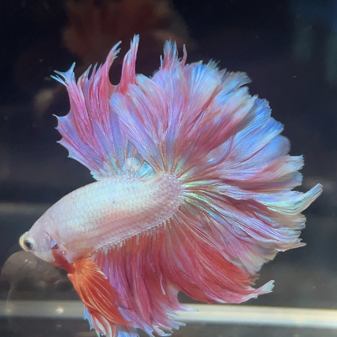 斗鱼19号人鱼姬粉