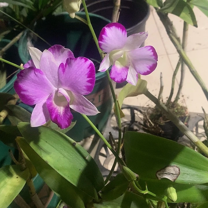 完全开放女王泼大小2苗裸根带花花叶不包损