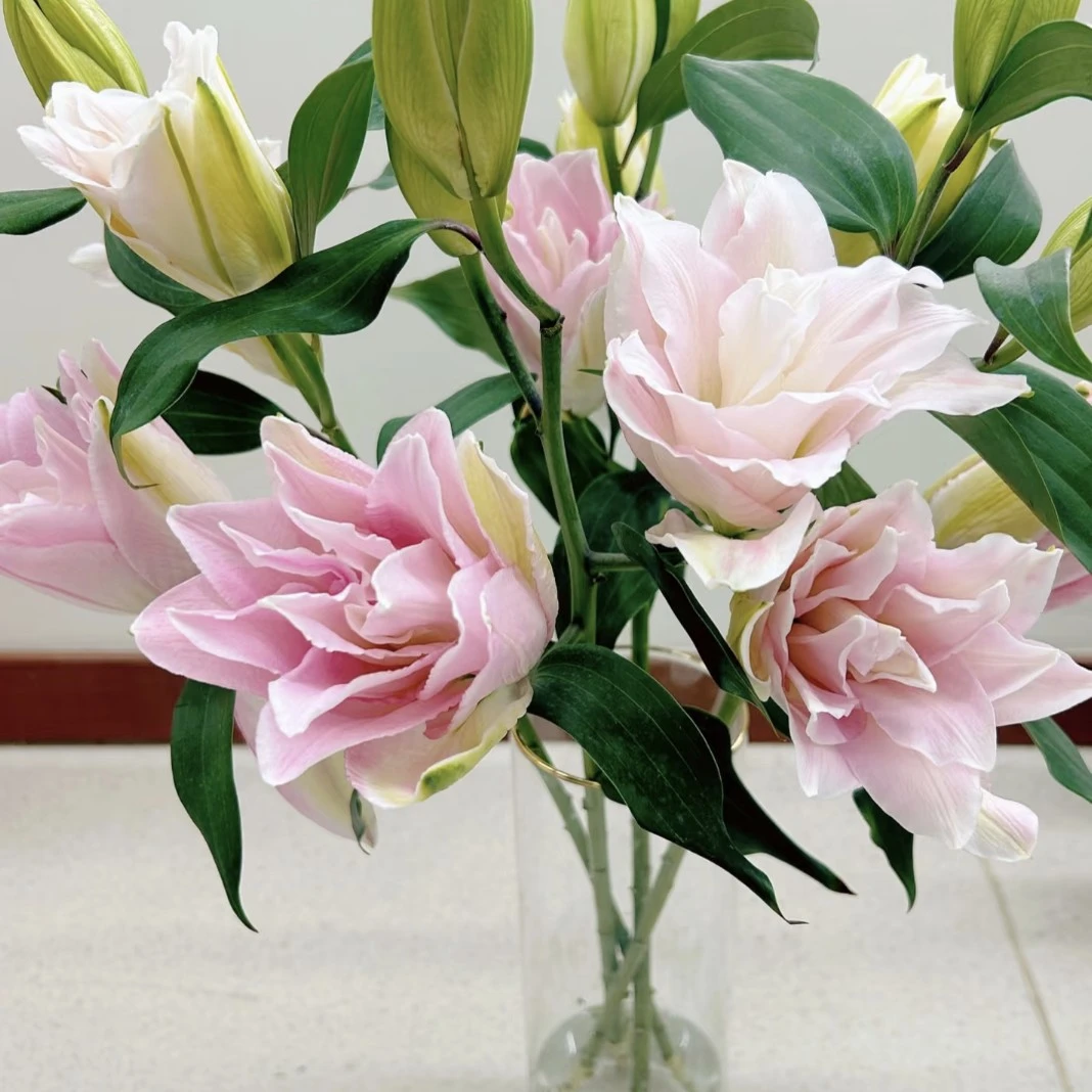 5支重瓣粉百合（颜色淡 嫌弃慎拍）  家居鲜花 年宵花  配送范围江浙沪皖