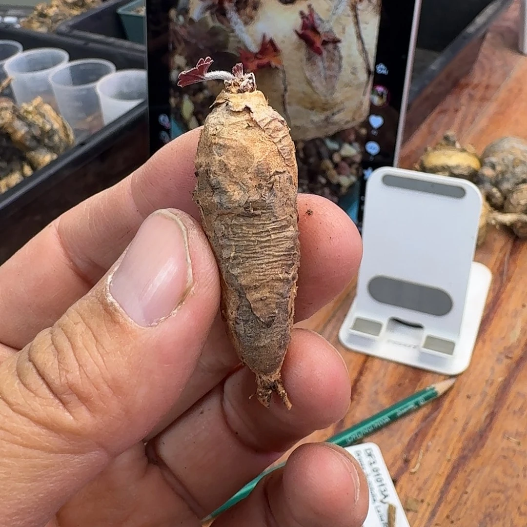 肾叶洋葵老桩1-2-1