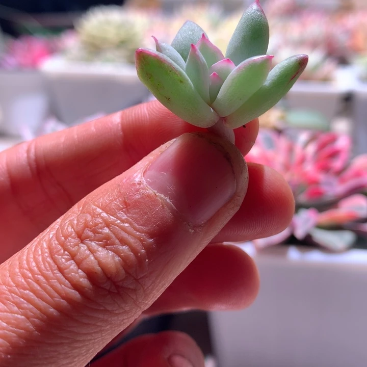 雨燕座白覆轮锦砍头