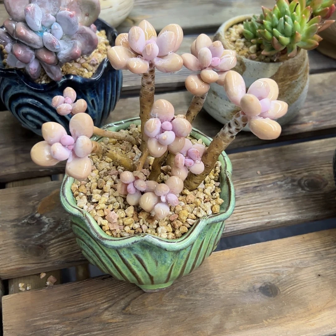 桃蛋18 零零多肉植物