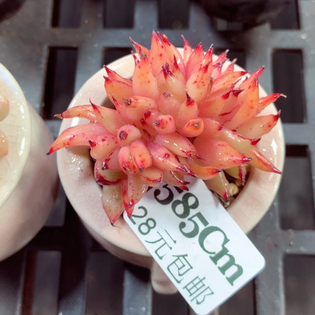 5厘米盆精控多肉585