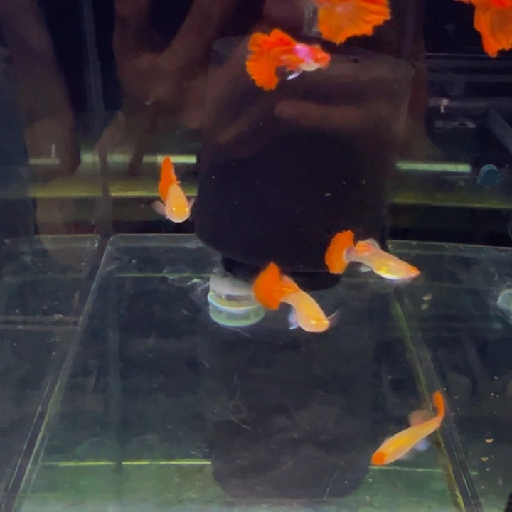 孔雀鱼宣萱专拍新疆运费差价