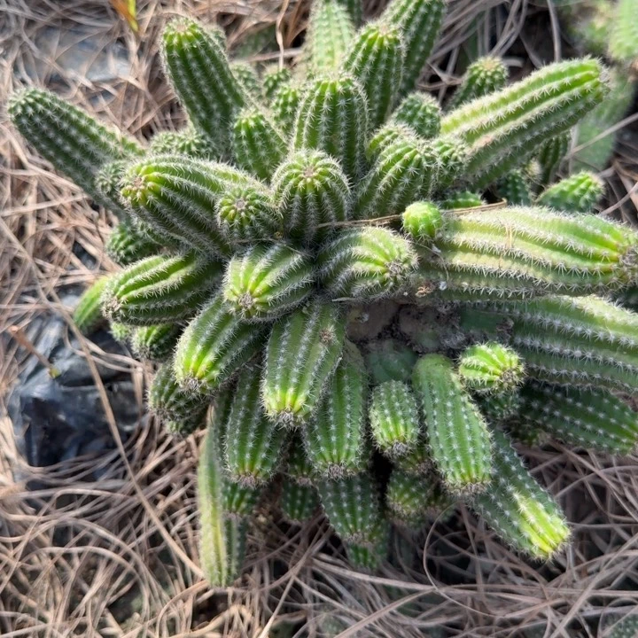 白檀仙人掌群生一群283