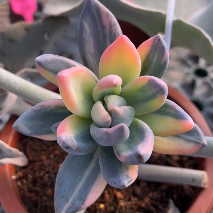 紫丽殿锦带侧芽锦龙