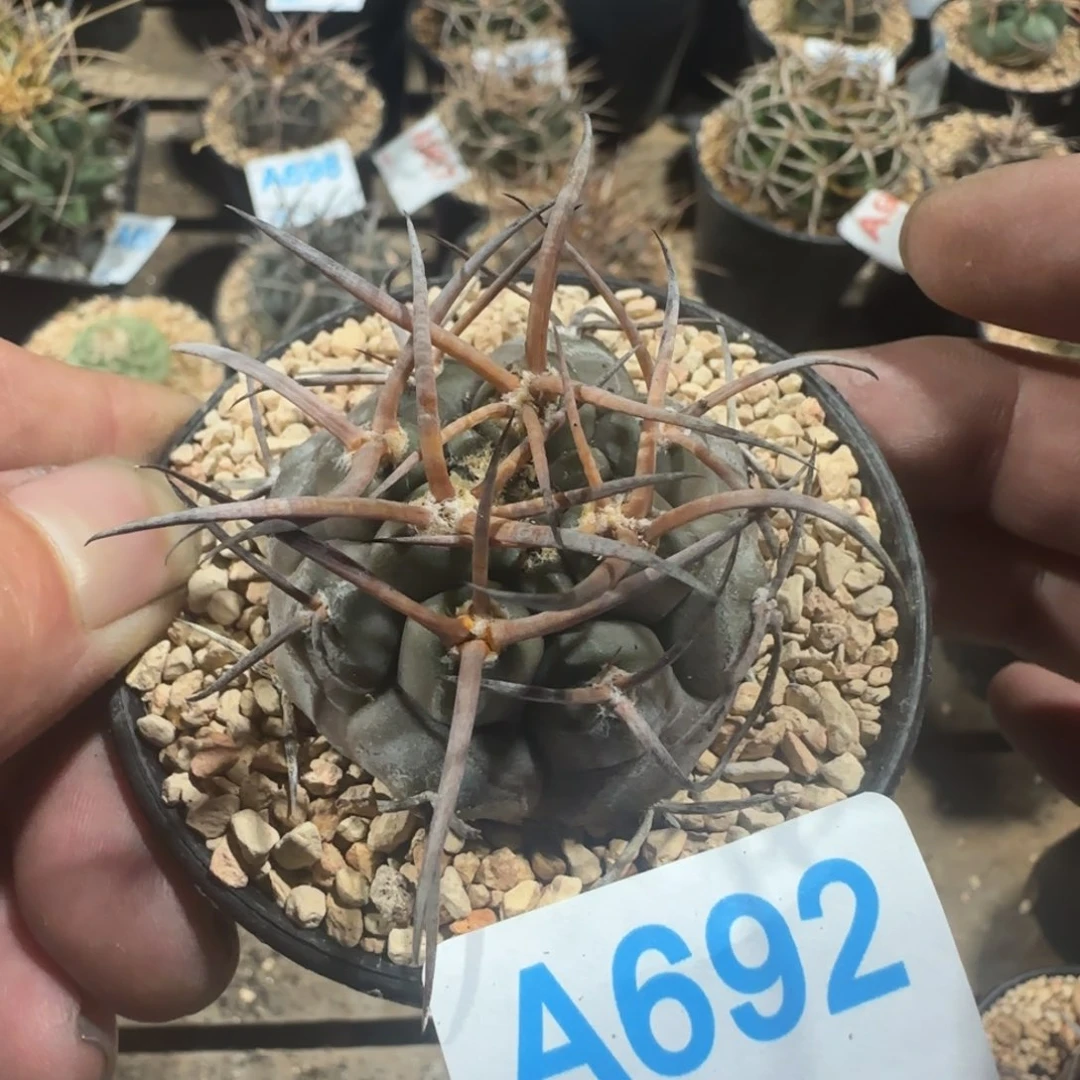 摩天龙 实生仙人球692