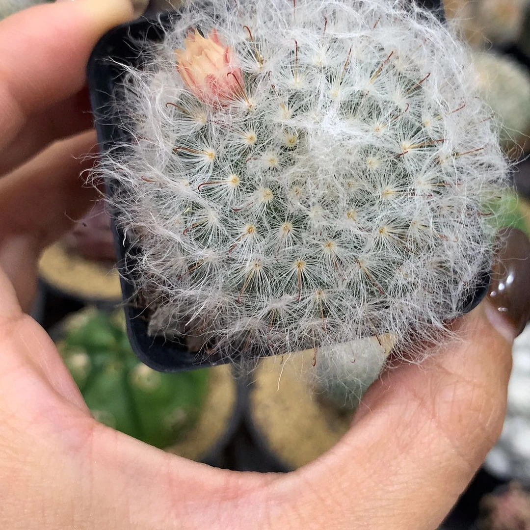 实生根白云高纱开粉花