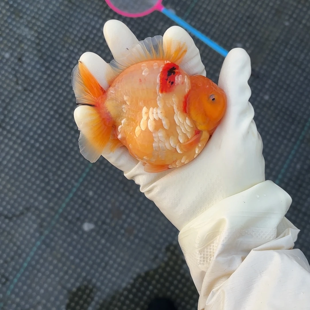 金鱼金鱼2882855785488