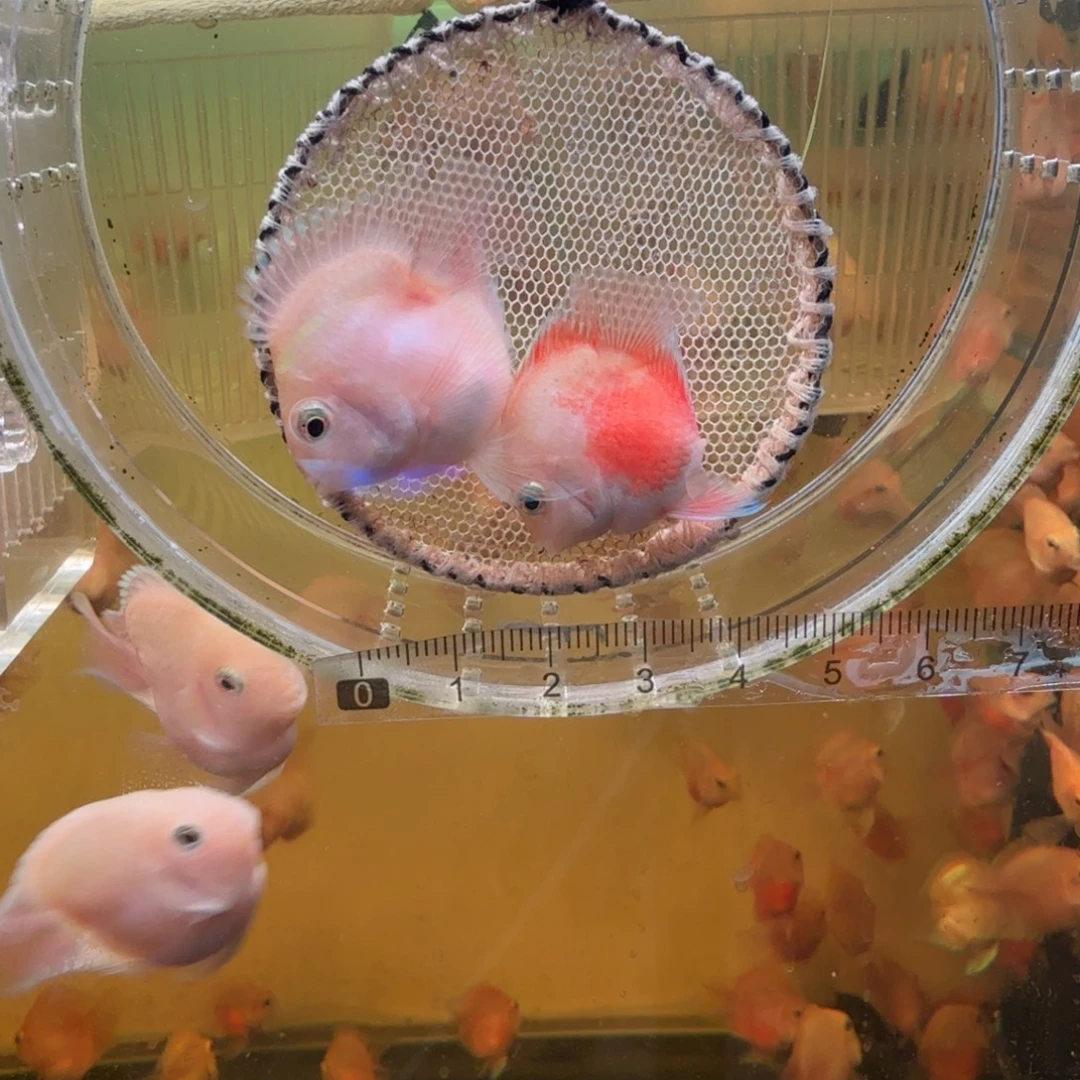 鹦鹉鱼胭脂粉一对