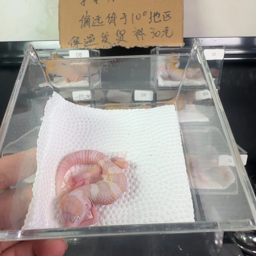 豹纹守宫白黄红眼暴龙弟弟