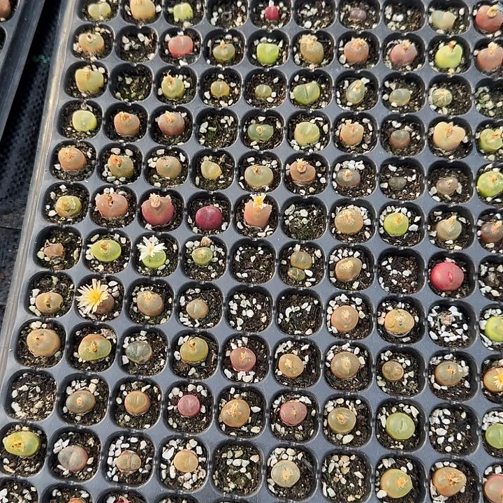 238多肉植物多肉植物