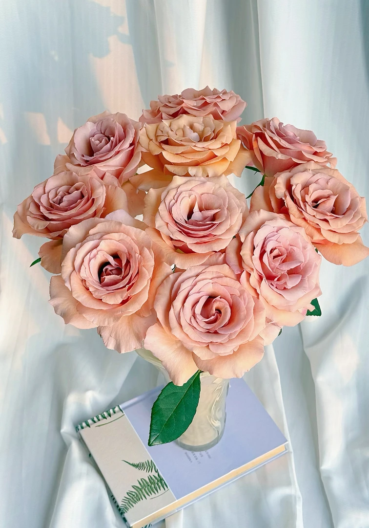 【莫泊玫瑰20支】（20%不售后）