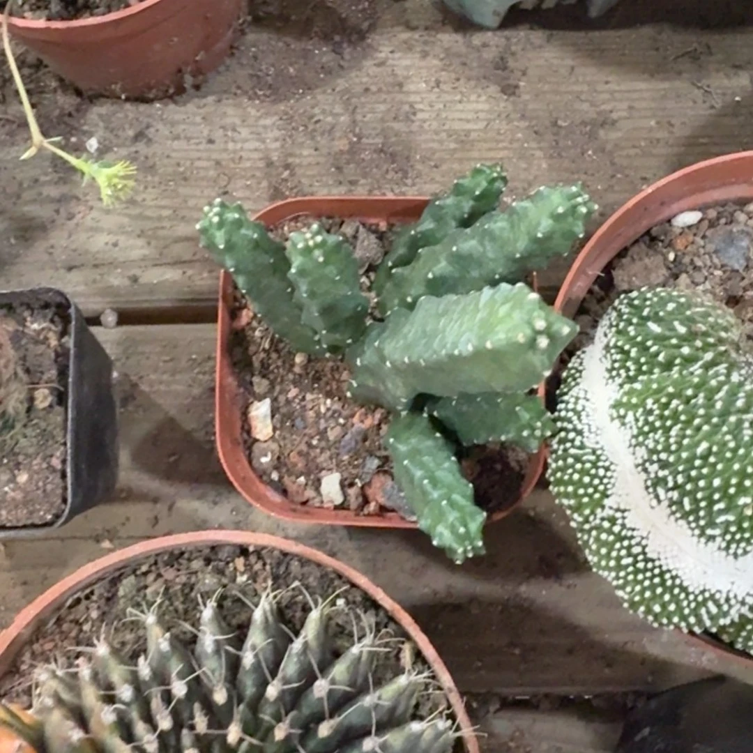 小号水仙情郎带盆带土