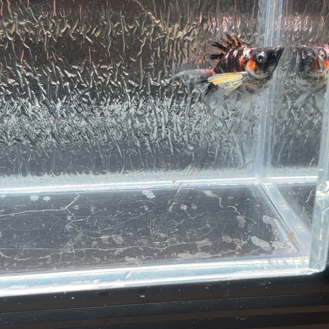 孔雀鱼玛丽鱼一条虎皮油画