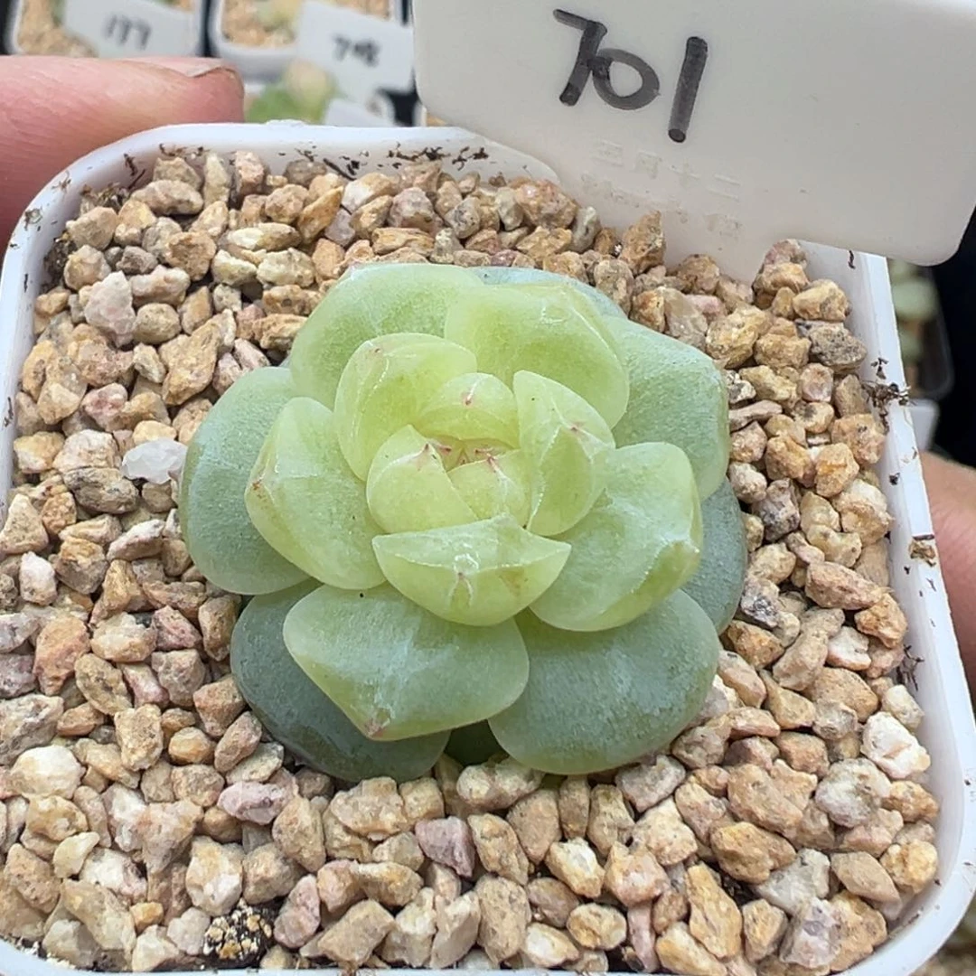 701号玩家货孤品 晗雨