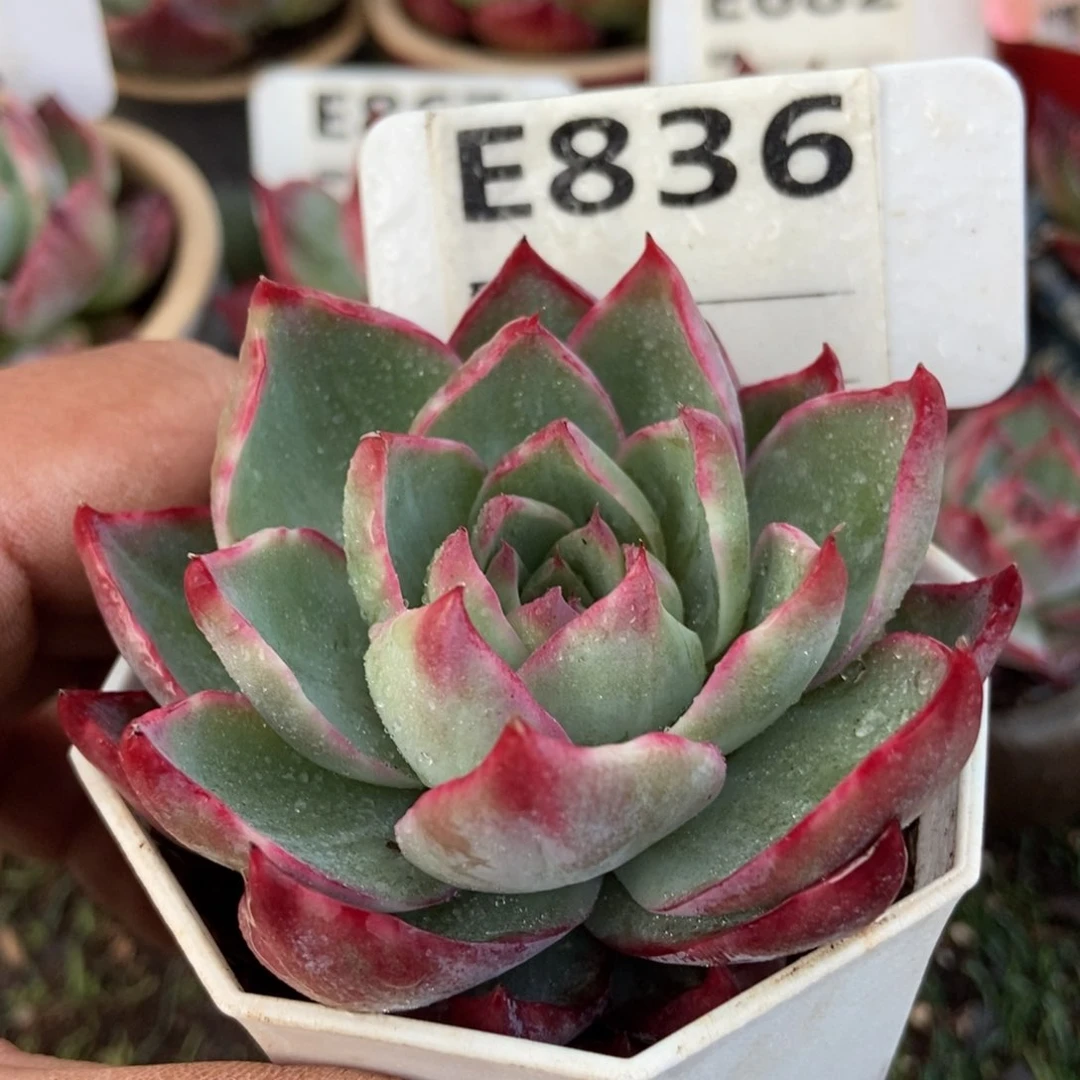 惊鸿惊鸿一瞥836号