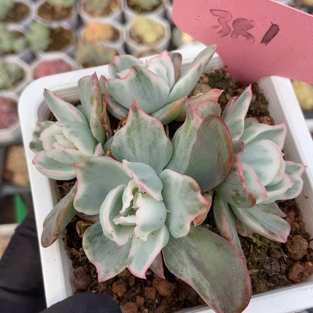 381伯克利锦多肉植物