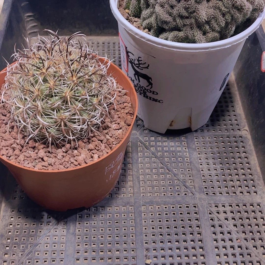 多肉084多肉植物1