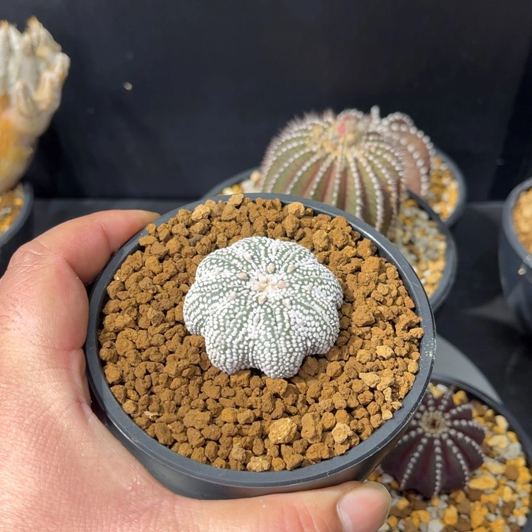 奇迹兜带盆包邮发