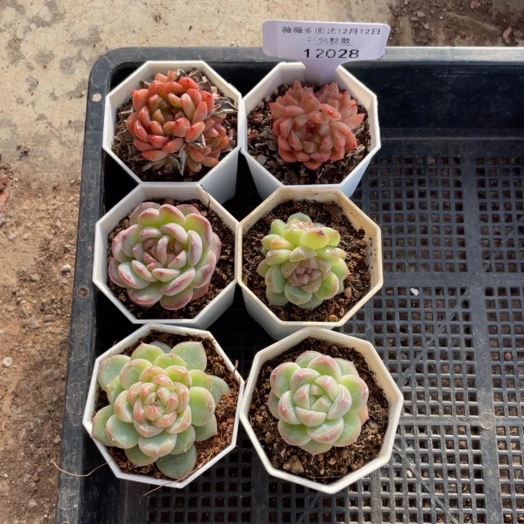 不包整散 盆子不售后12028