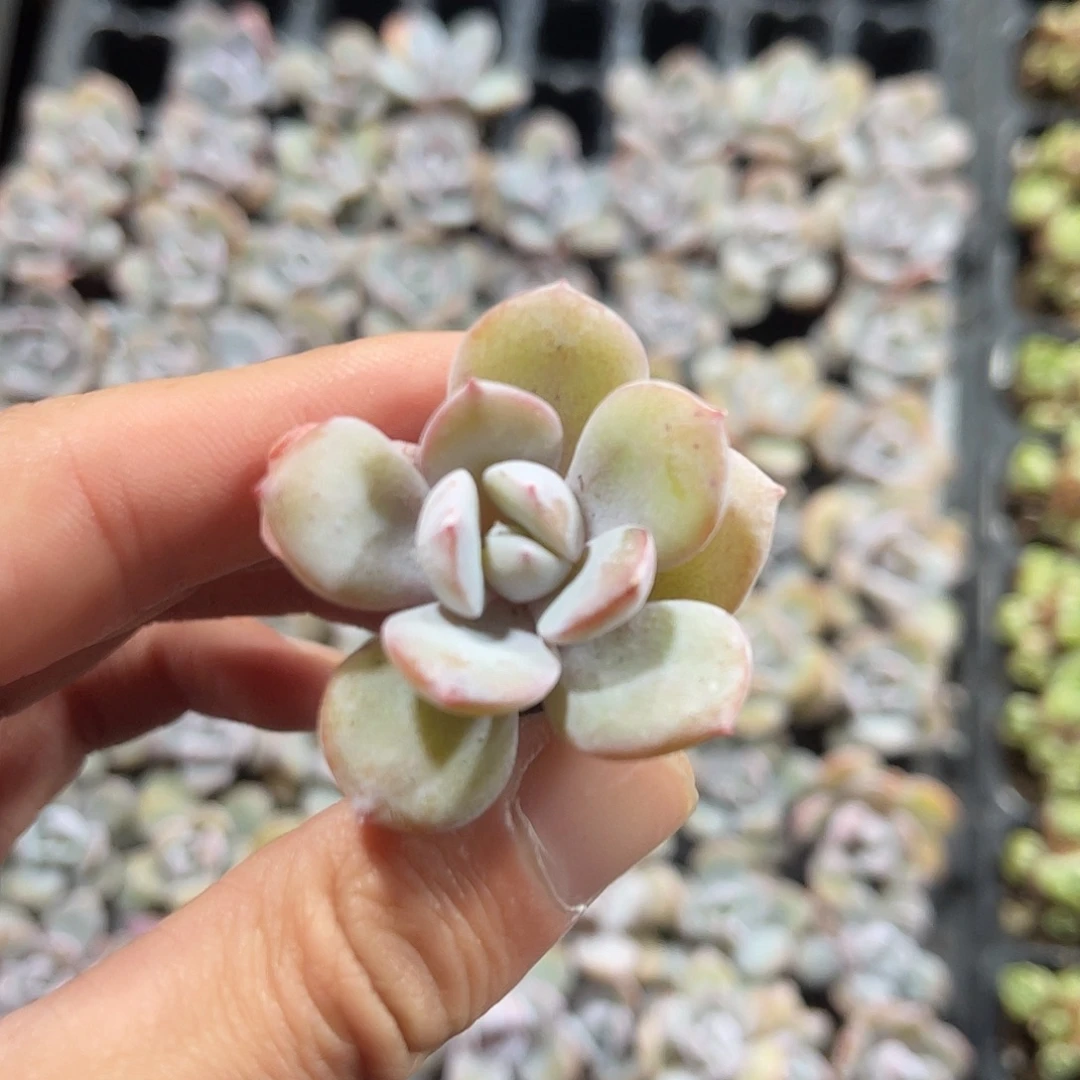 精品韩版奶茶多肉植物