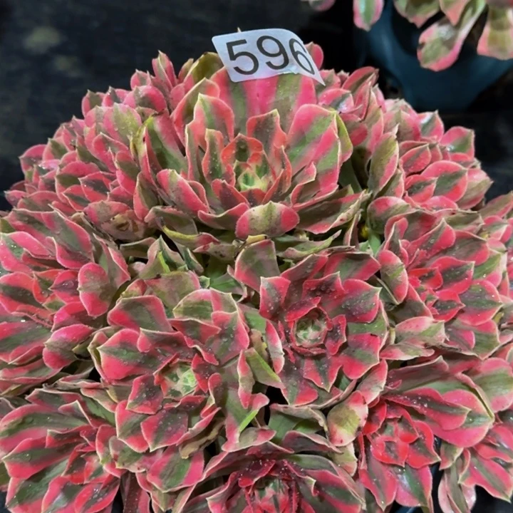 000000000000596女妖