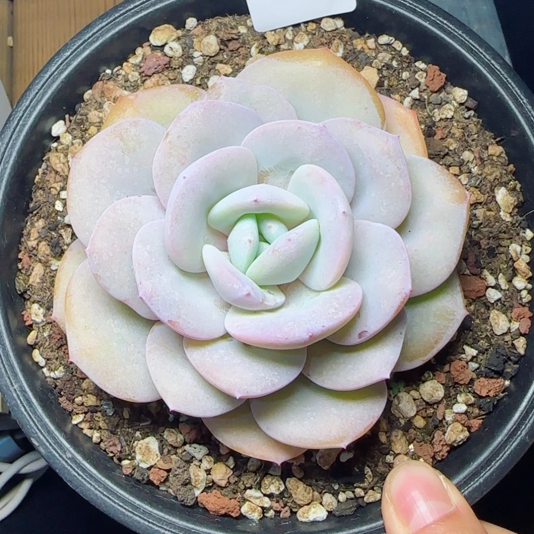 粗桩奶茶，5488多肉植物