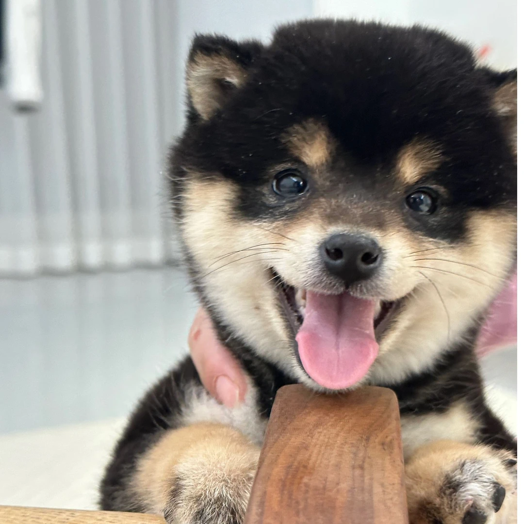 侈香柴本柴豆柴柴犬高甜美度高颜值高品相居家宠物超可爱精品柴