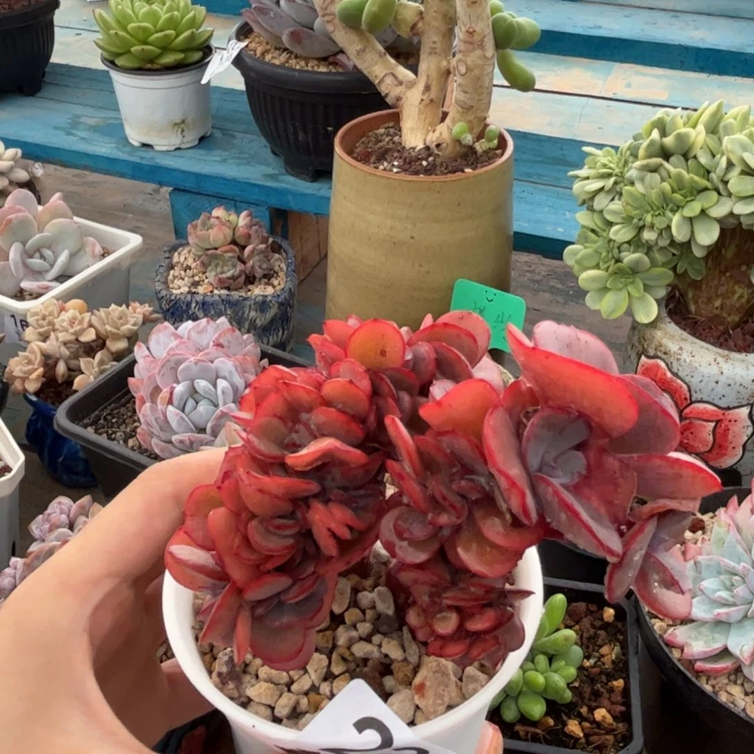 一物一拍：蓝玫瑰.