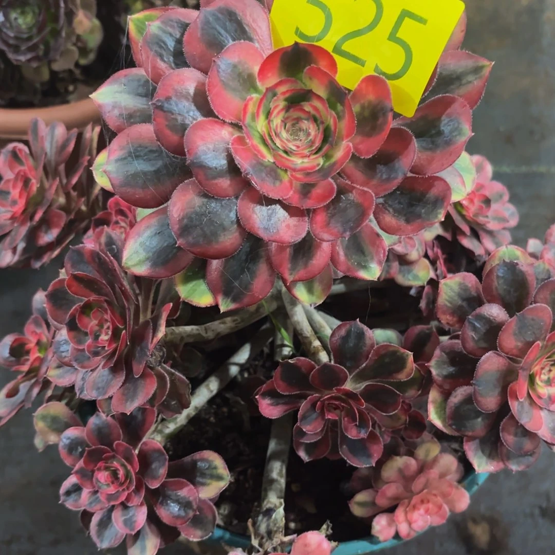 多肉植物福利525号