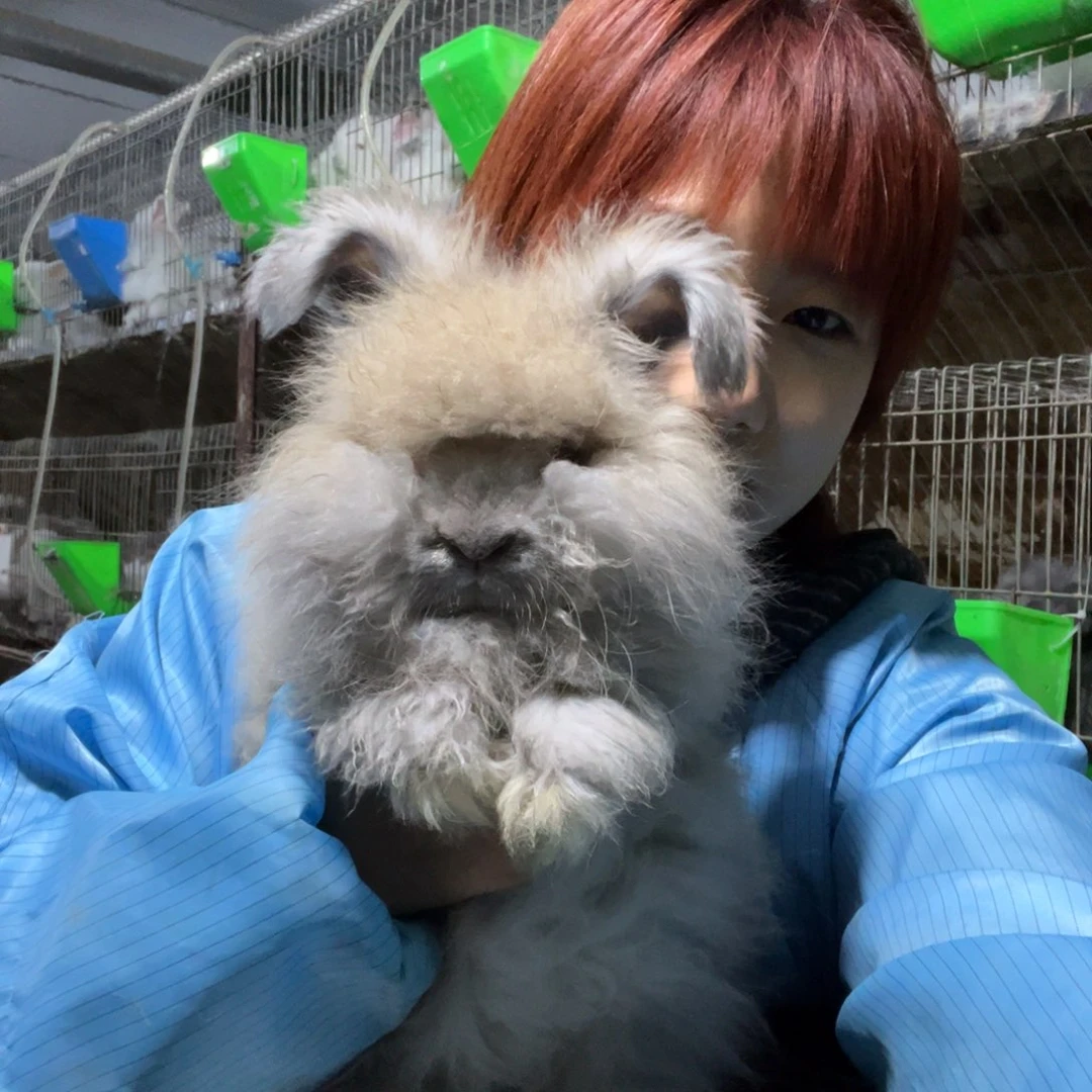 宠物兔英系安哥拉兔