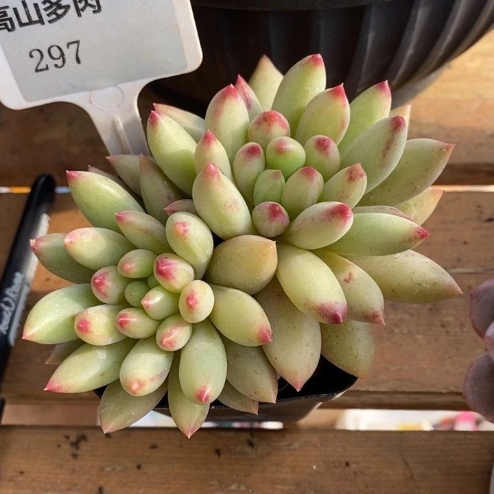 D297- 直播福利 岩字