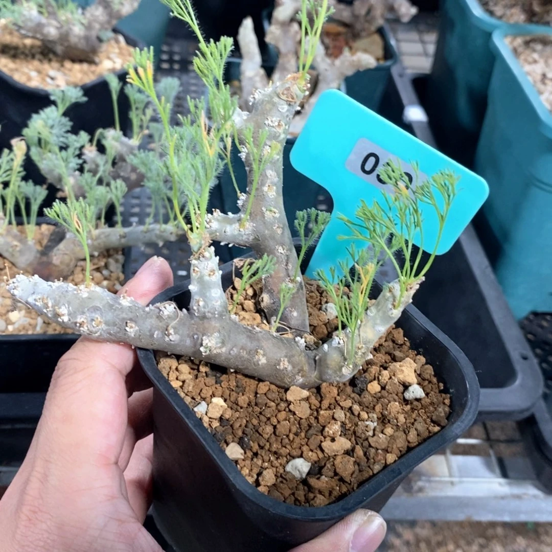 黑皮月界多肉植物