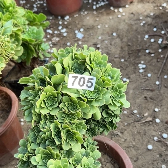 千***）多肉植物一个绿玫瑰705
