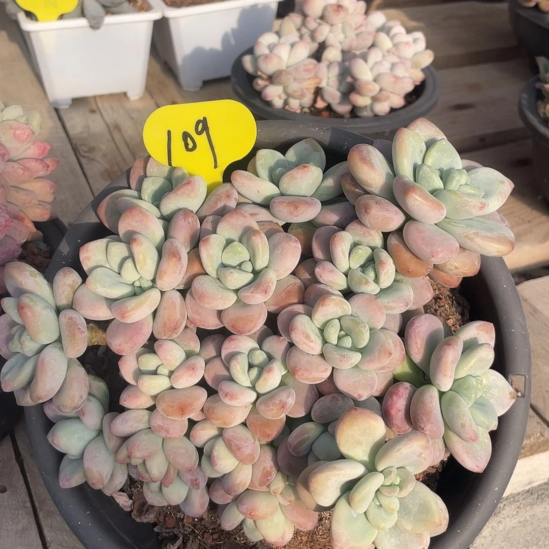 红洛神多肉植物老桩109