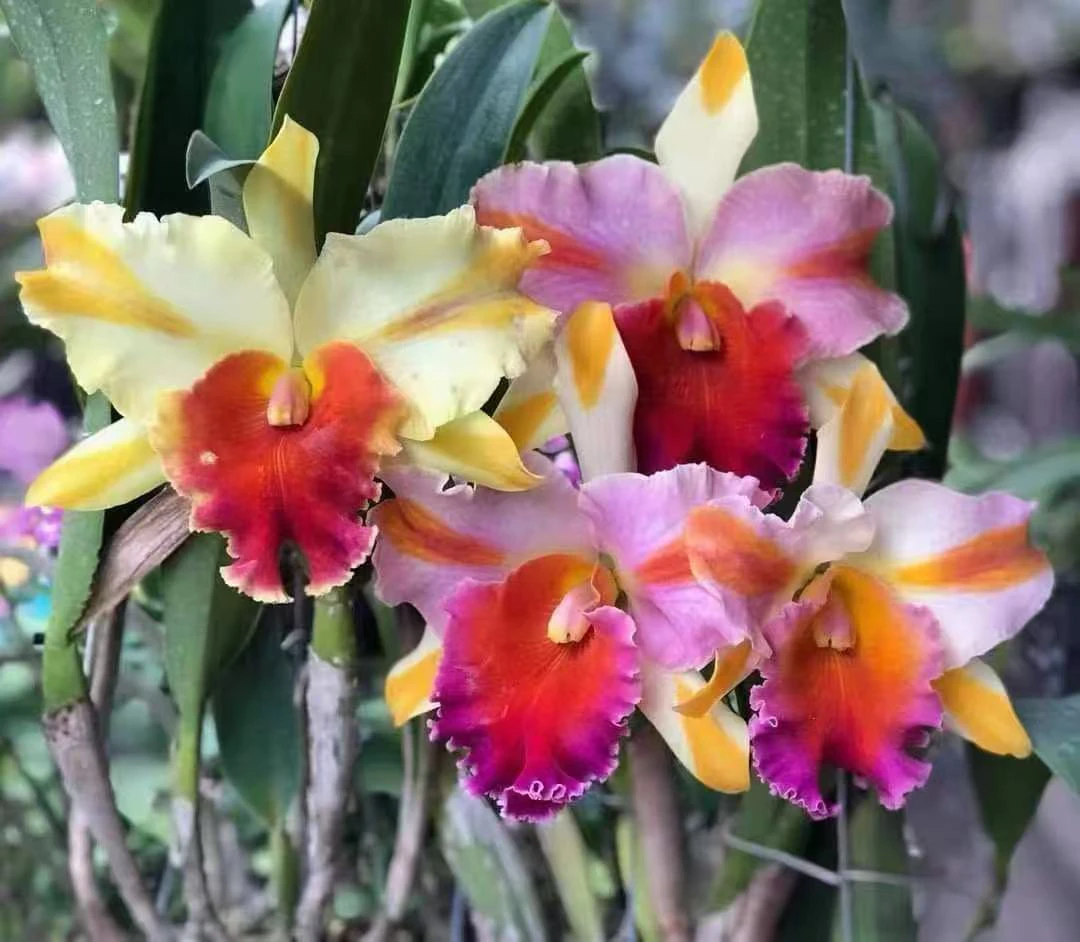 福香花业  魔术师 Rlc. Amazing Thailand 大花卡特 四色 复色