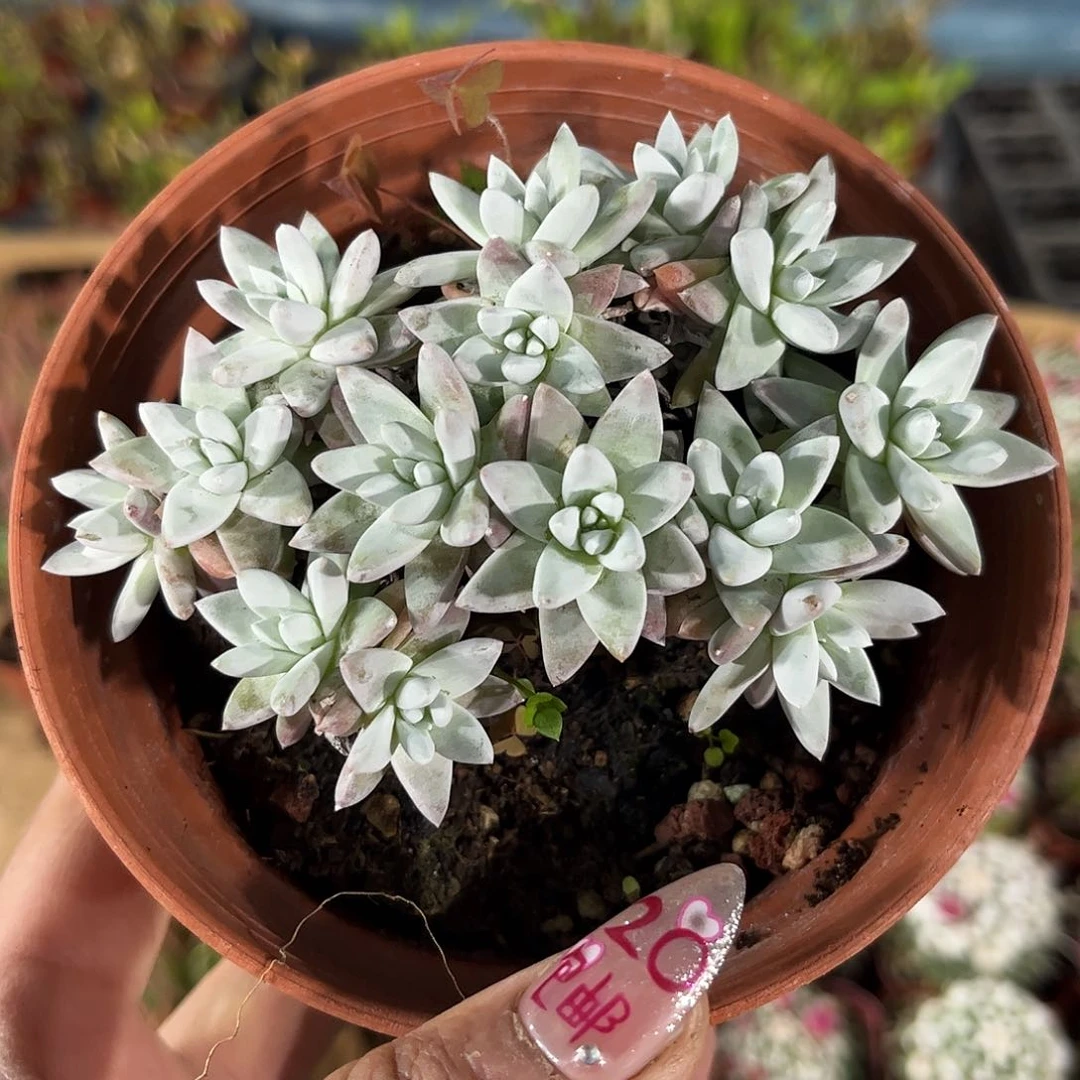 老白菊群生有根发货有根