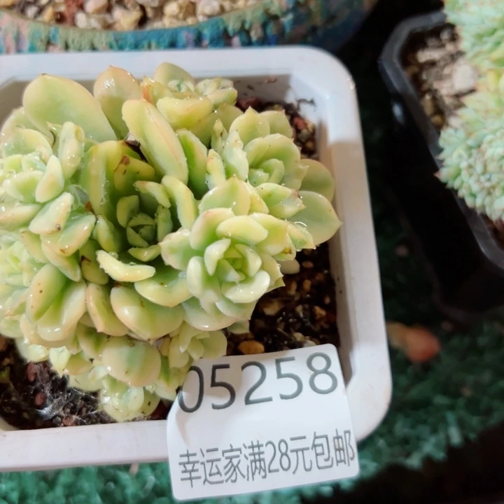 幸运的人是我自己吧笑而不言