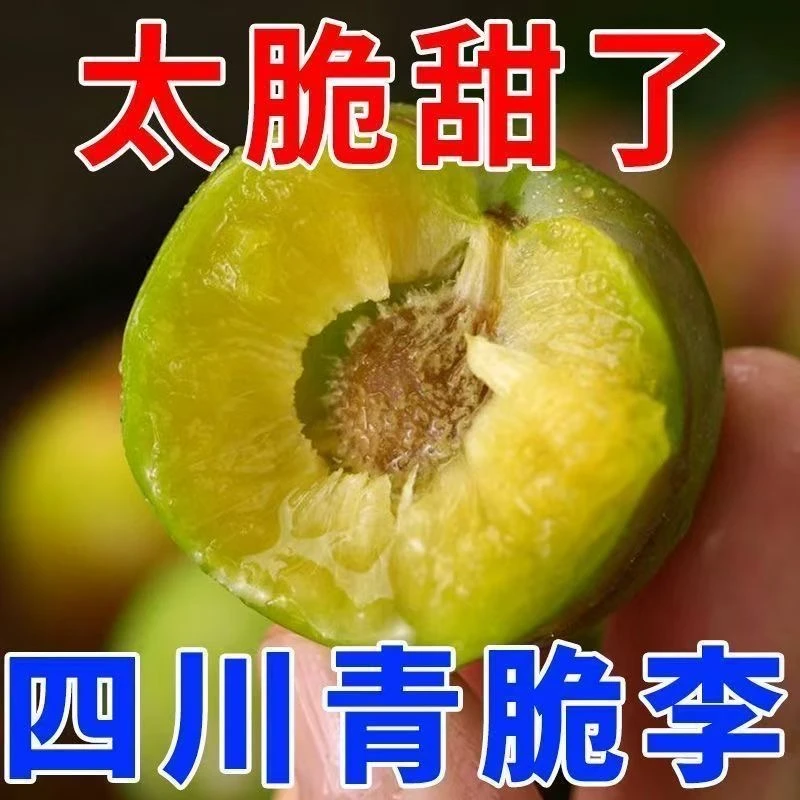 (ML罗)四川青脆李正宗脱骨李孕妇新鲜水果现摘现发脆甜多汁新鲜李