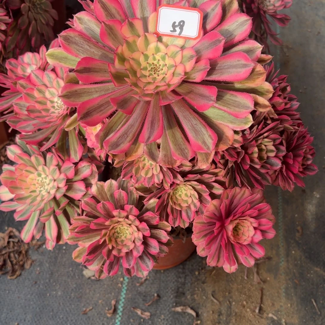 欧****饰58粉瞳多肉植物绿植