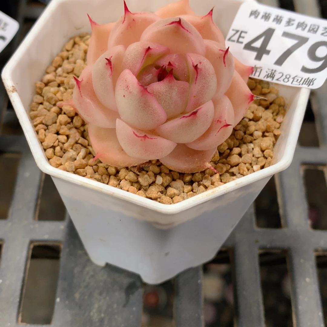 肉萌萌拇指盆精控多肉ZE479