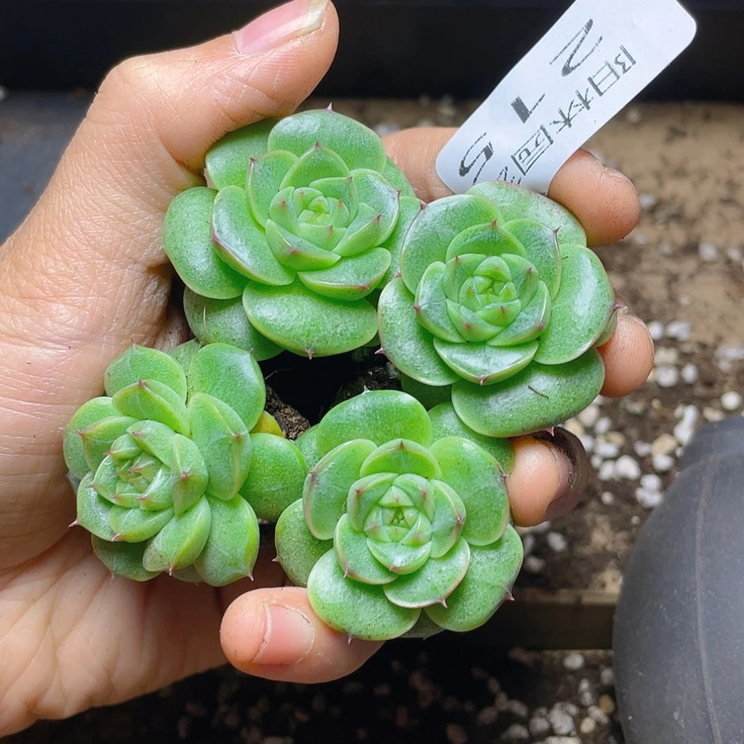 多肉植物多肉植物215